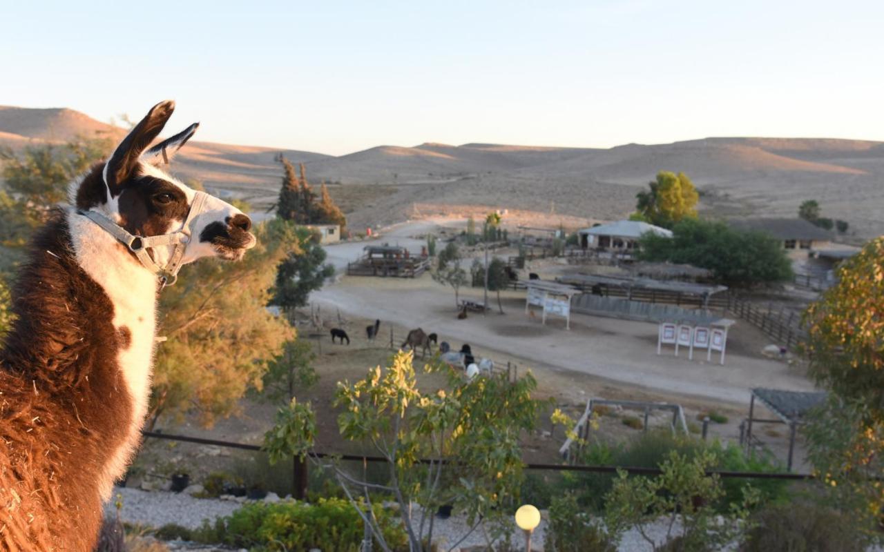 Alpaca Farm - חוות האלפקות Villa Mitzpe Ramon Luaran gambar