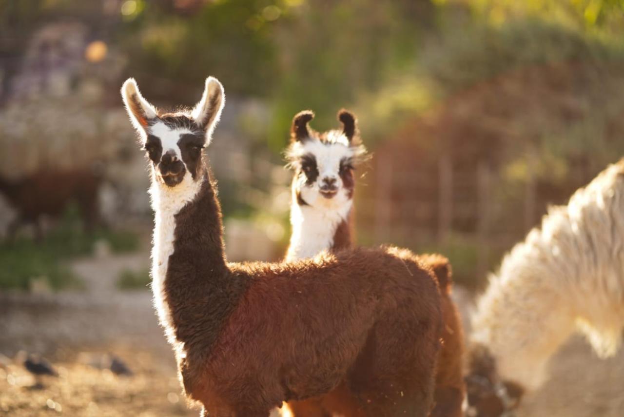 Alpaca Farm - חוות האלפקות Villa Mitzpe Ramon Luaran gambar