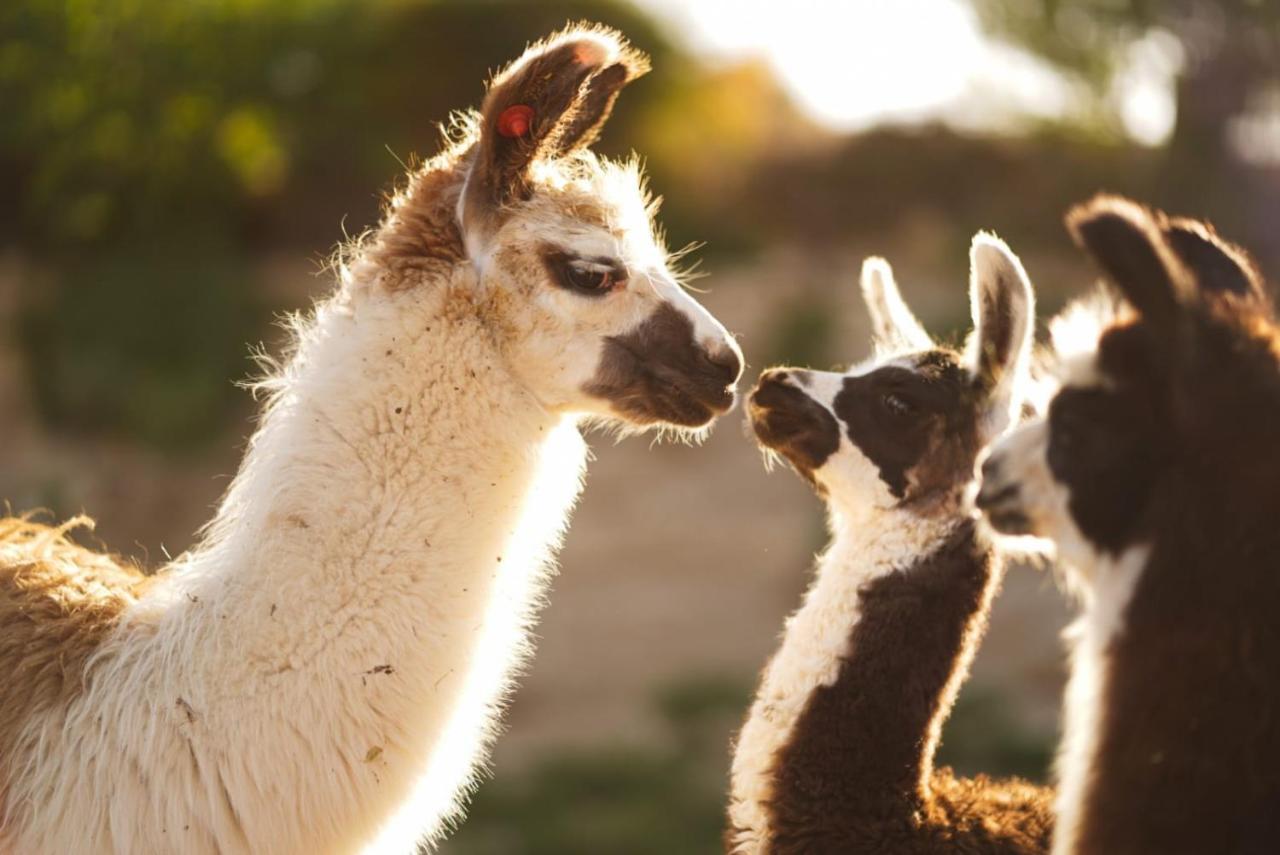 Alpaca Farm - חוות האלפקות Villa Mitzpe Ramon Luaran gambar