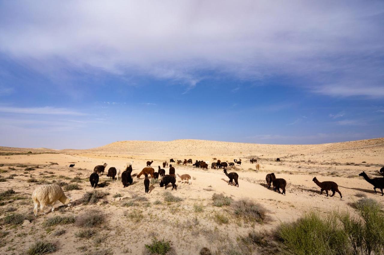 Alpaca Farm - חוות האלפקות Villa Mitzpe Ramon Luaran gambar