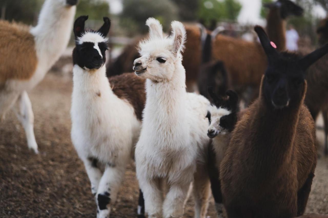 Alpaca Farm - חוות האלפקות Villa Mitzpe Ramon Luaran gambar