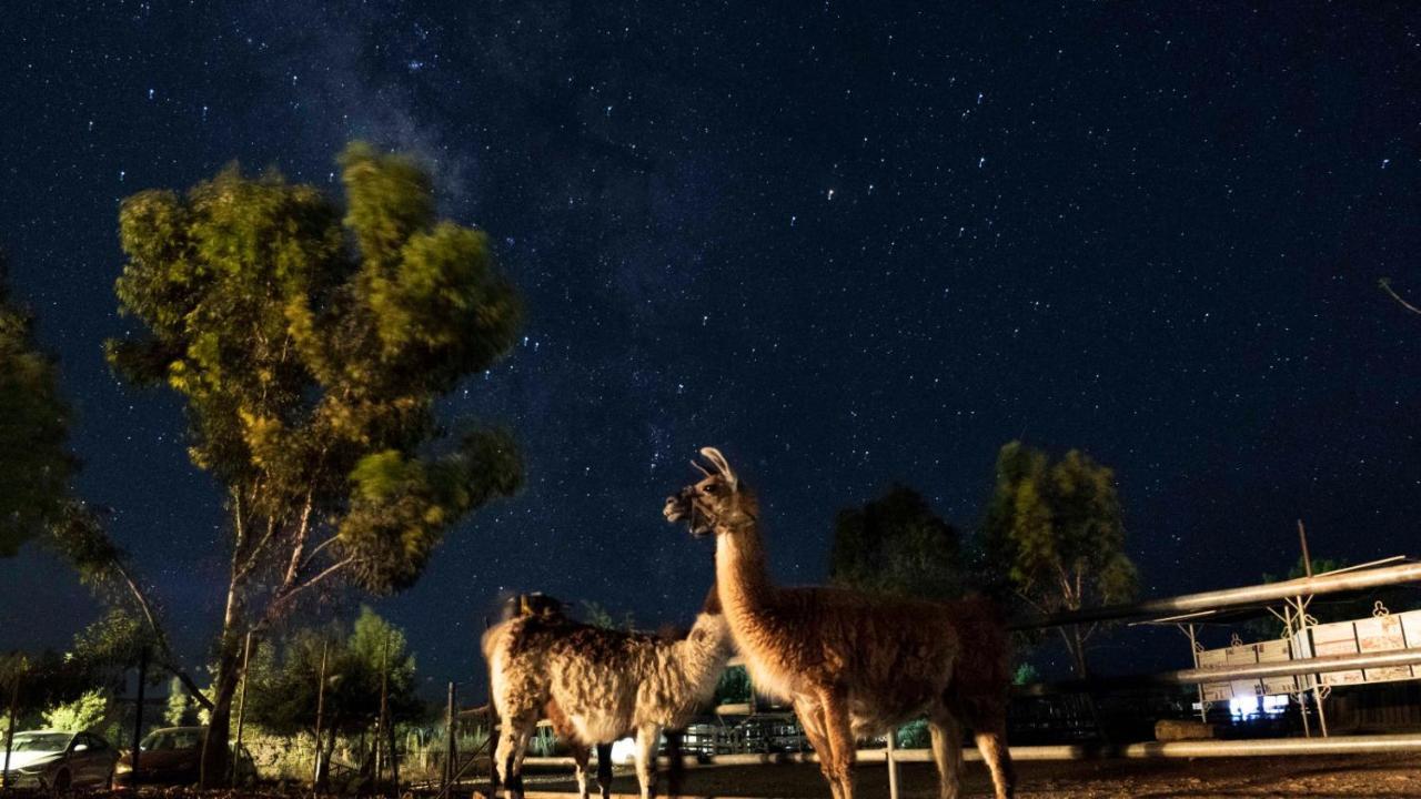 Alpaca Farm - חוות האלפקות Villa Mitzpe Ramon Luaran gambar