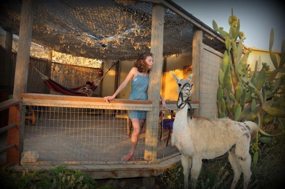 Alpaca Farm - חוות האלפקות Villa Mitzpe Ramon Luaran gambar