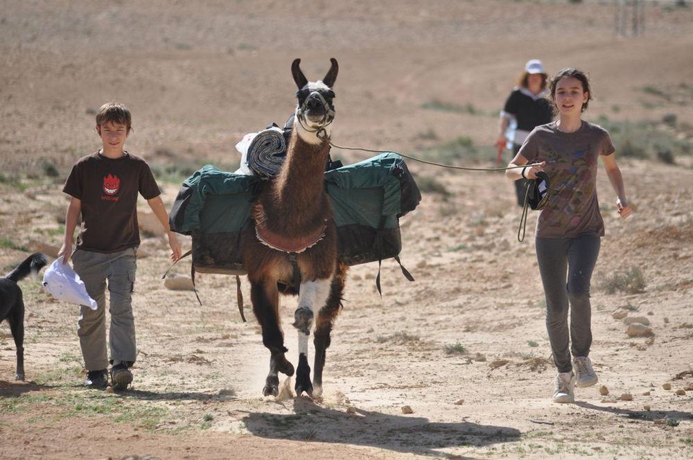 Alpaca Farm - חוות האלפקות Villa Mitzpe Ramon Luaran gambar
