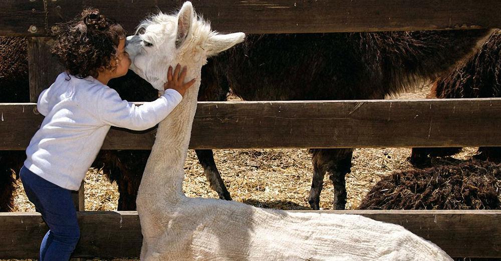 Alpaca Farm - חוות האלפקות Villa Mitzpe Ramon Luaran gambar