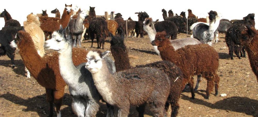 Alpaca Farm - חוות האלפקות Villa Mitzpe Ramon Luaran gambar