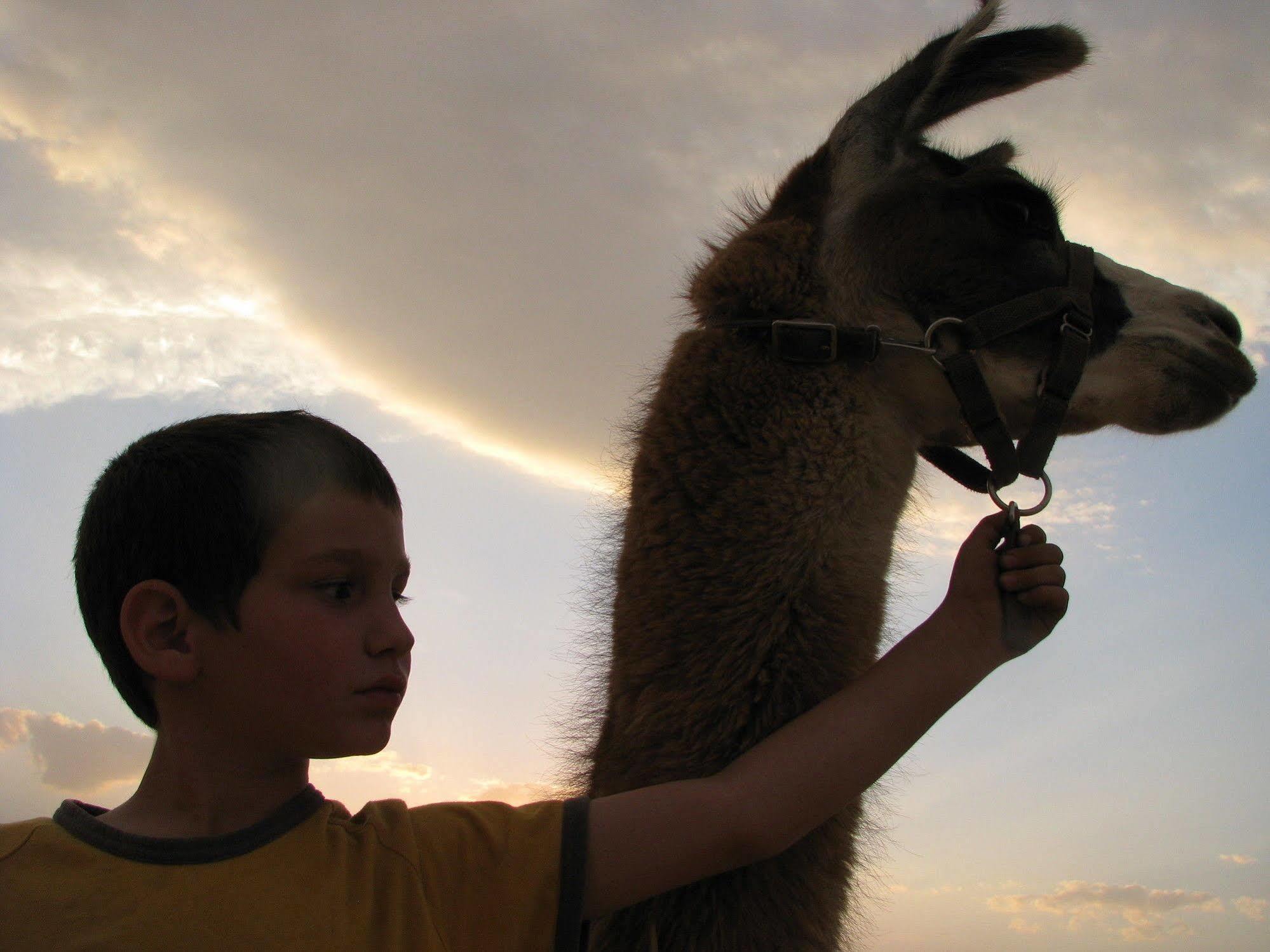 Alpaca Farm - חוות האלפקות Villa Mitzpe Ramon Luaran gambar